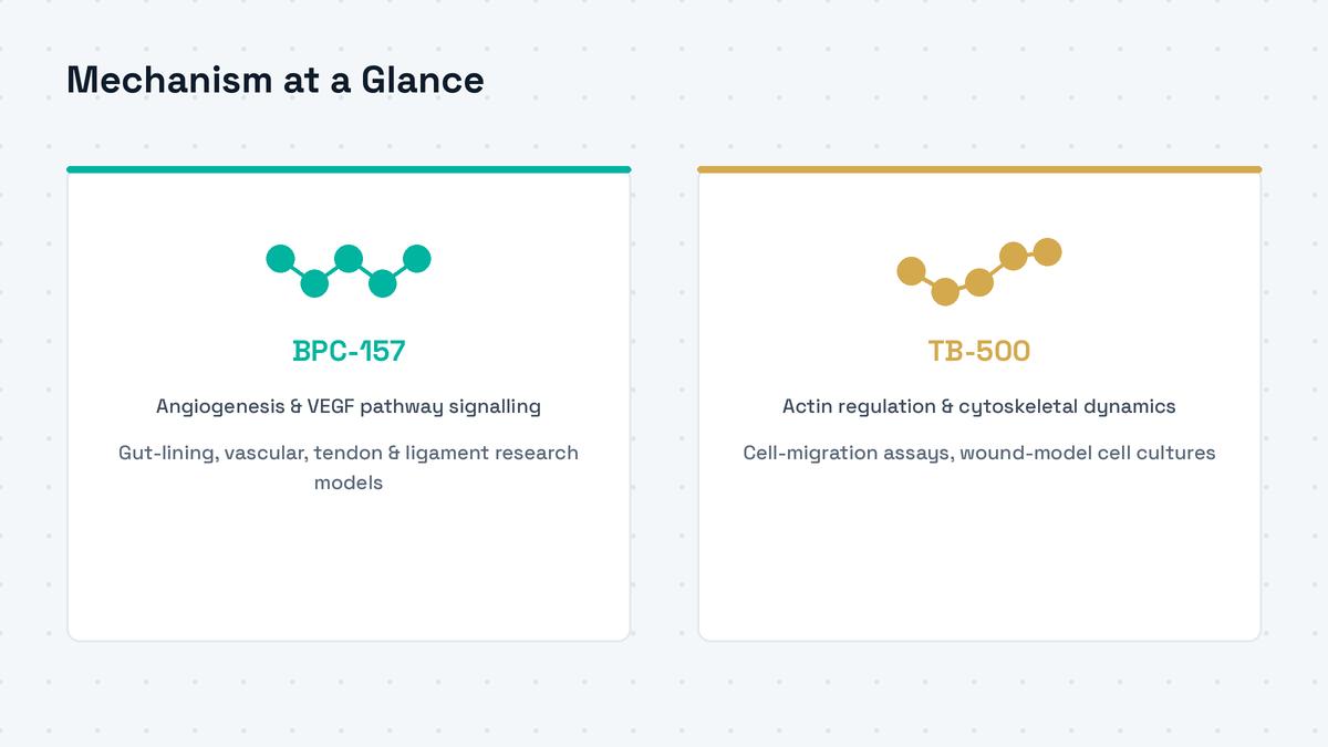 BPC-157 vs TB-500 mechanism comparison chart